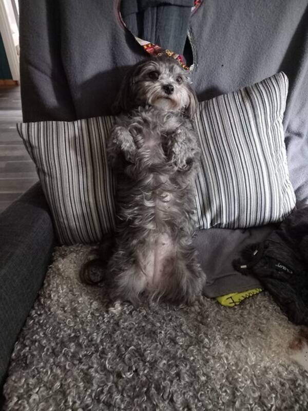 Hund - Bichon Havanais - Smila