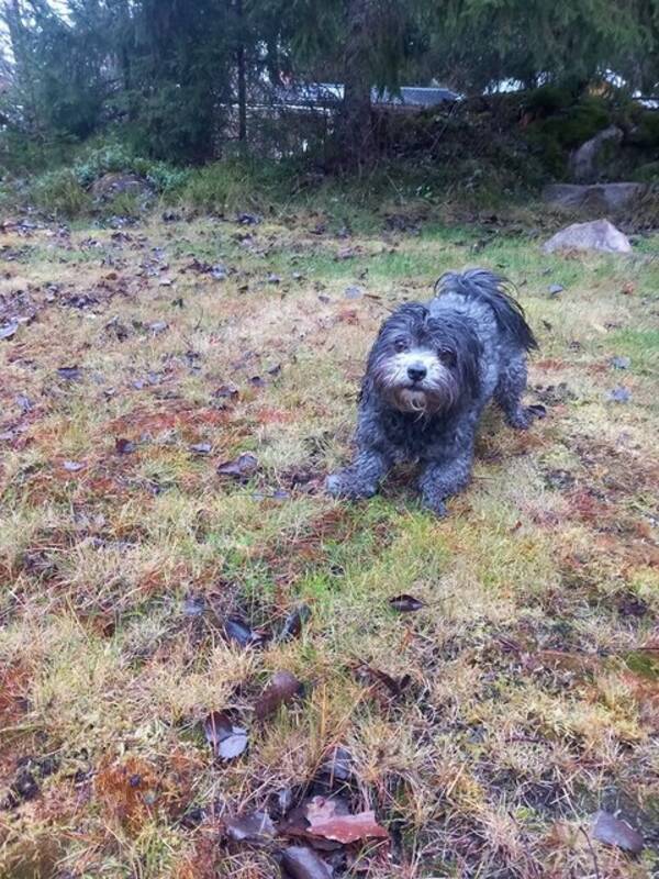 Hund - Bichon Havanais - Smila