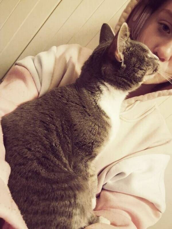 Katt - En grå bond katt 