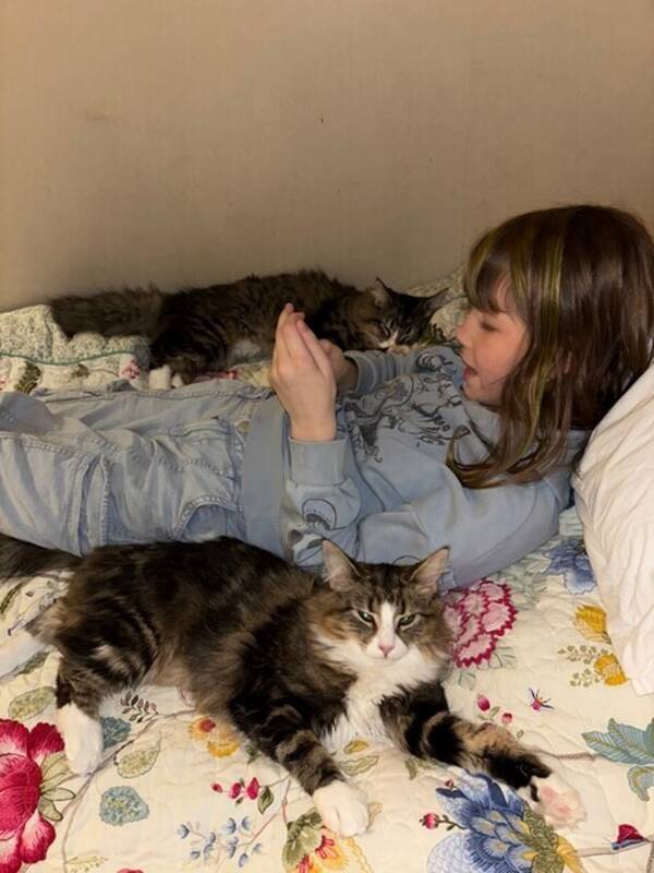 Katt - 2 katter systrar 