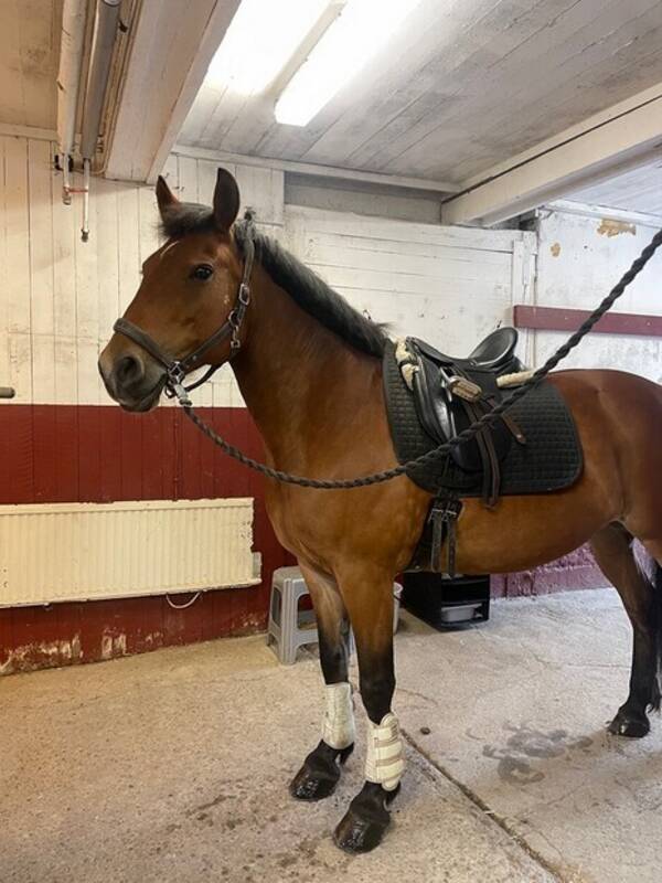 Övrigt - Hästen Mona