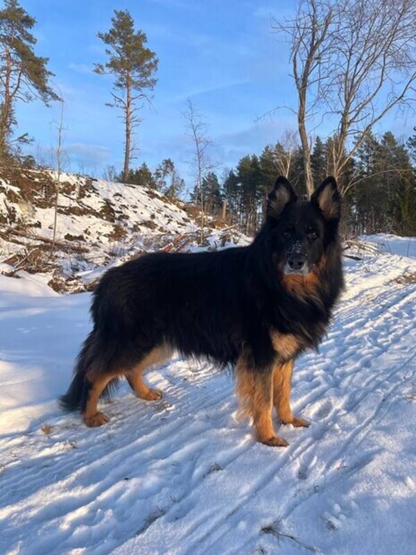 Hund - Schäfern Elvis