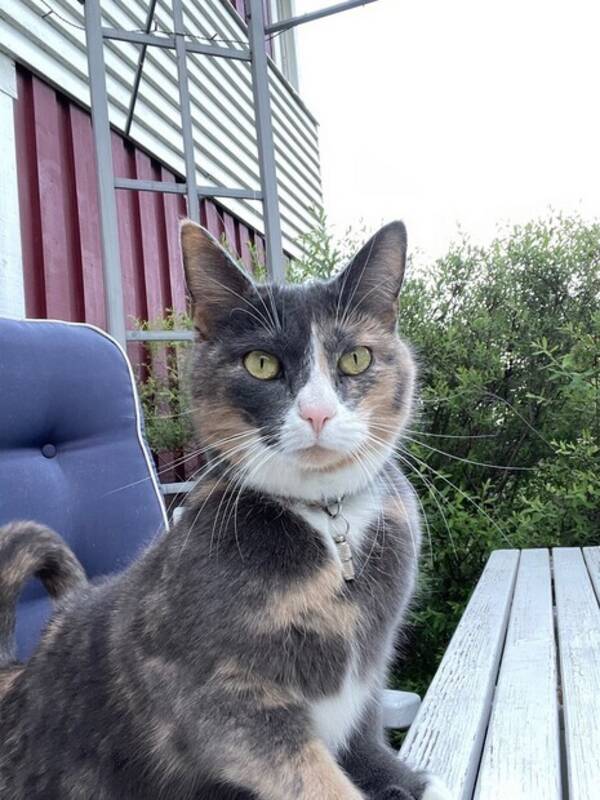 Katt - Bondkatten Dessi