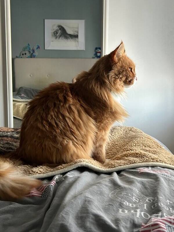 Katt - Katten Tarzan