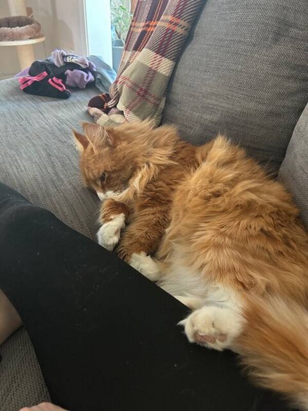 Katt - Katten Tarzan