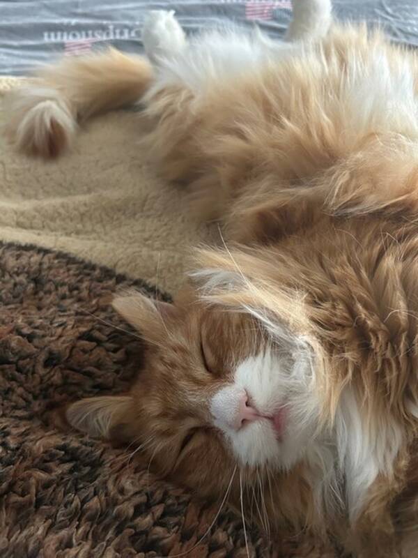 Katt - Katten Tarzan