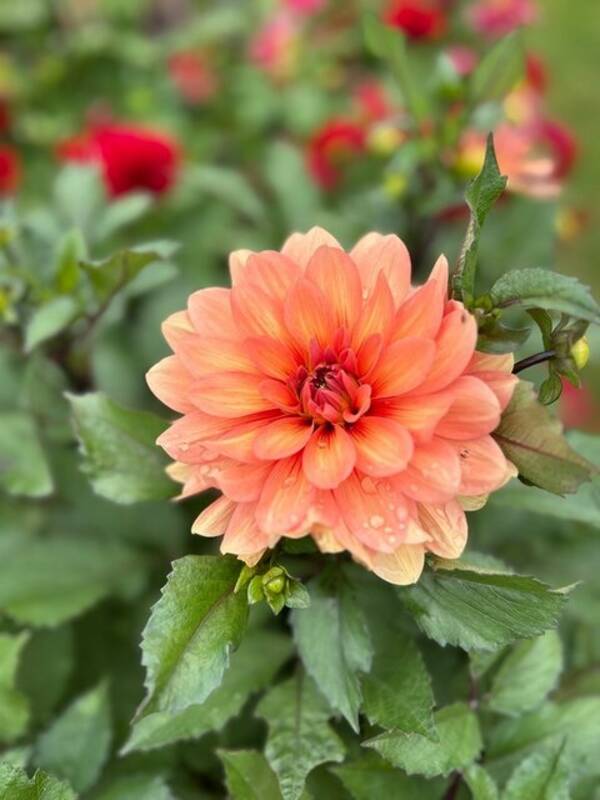 Hus - Lilla huset på prärien