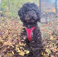 Sheepadoodle, Pudel & Sheep dog