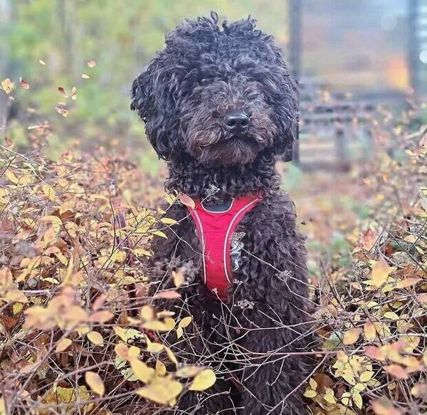 Hund - Sheepadoodle, Pudel & Sheep dog