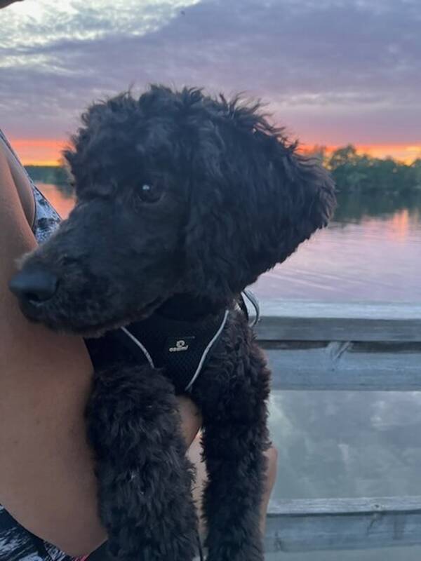 Hund - Sheepadoodle, Pudel & Sheep dog