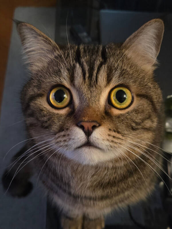 Katt - Resekatten Kafka