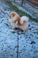 Pomeranian