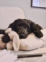 Portugisisk vattenhund 