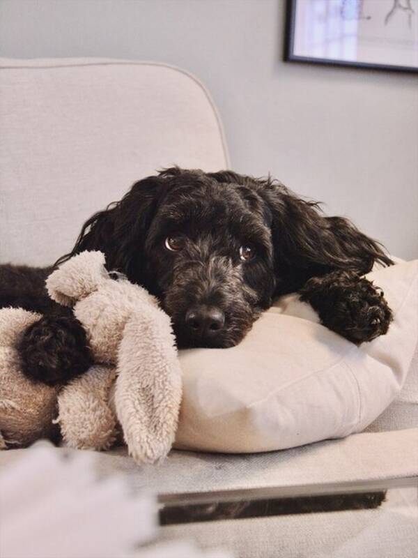 Hund - Portugisisk vattenhund 