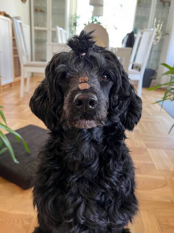 Hund - Portugisisk vattenhund 