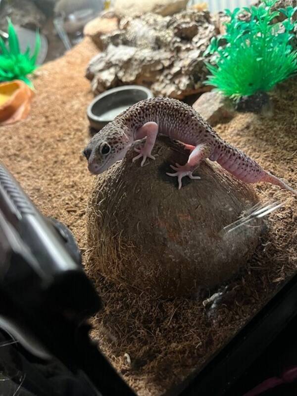 Övrigt - Leopardgeckon marmelad