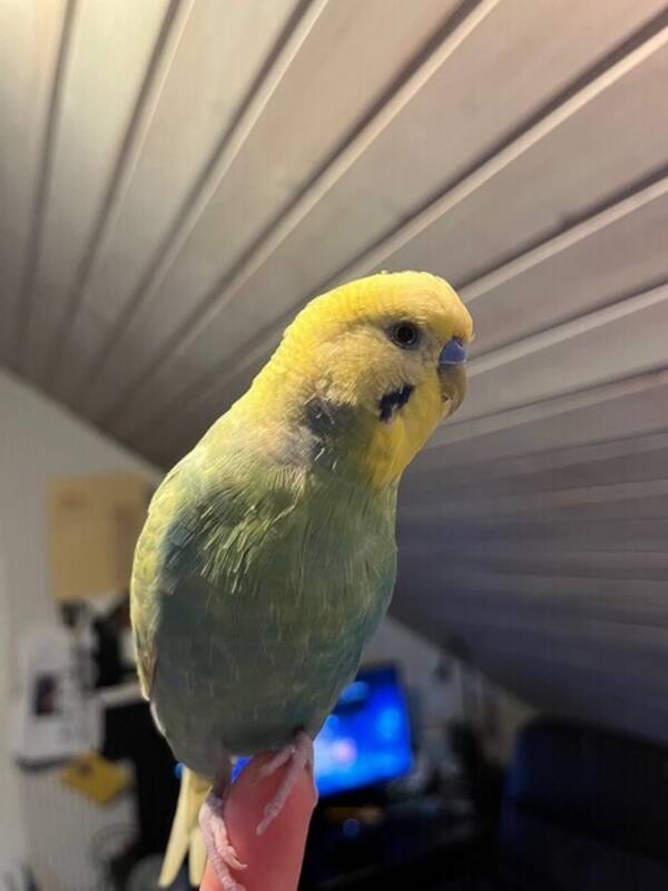 Övrigt - Undulaten sushi