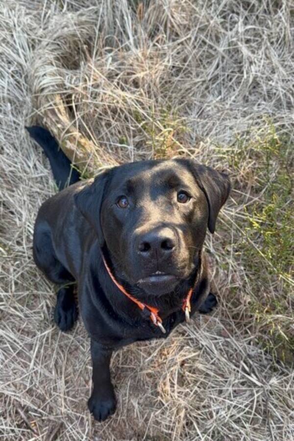 Hund - Labrador 