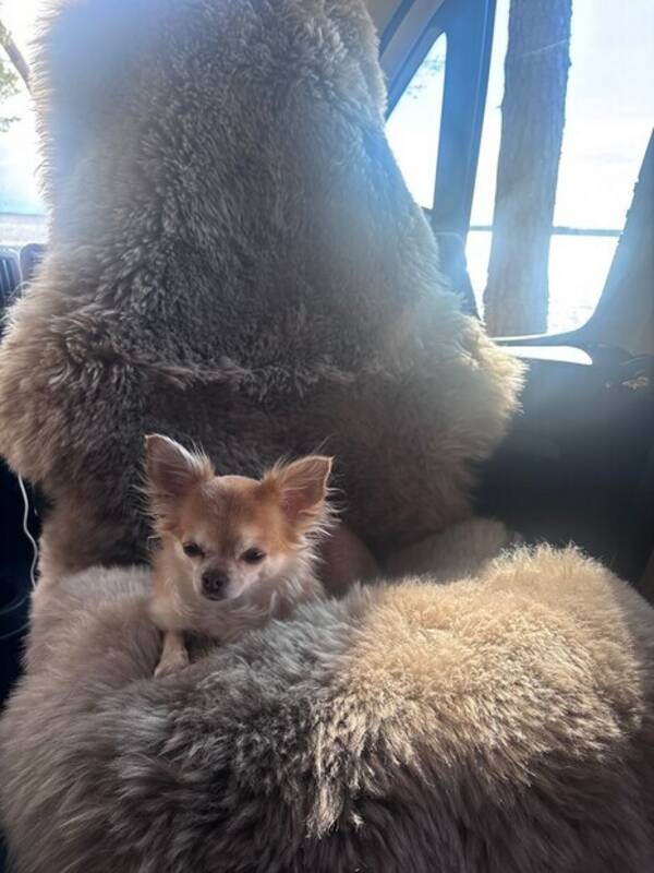 Hund - Chihuahua Elsa