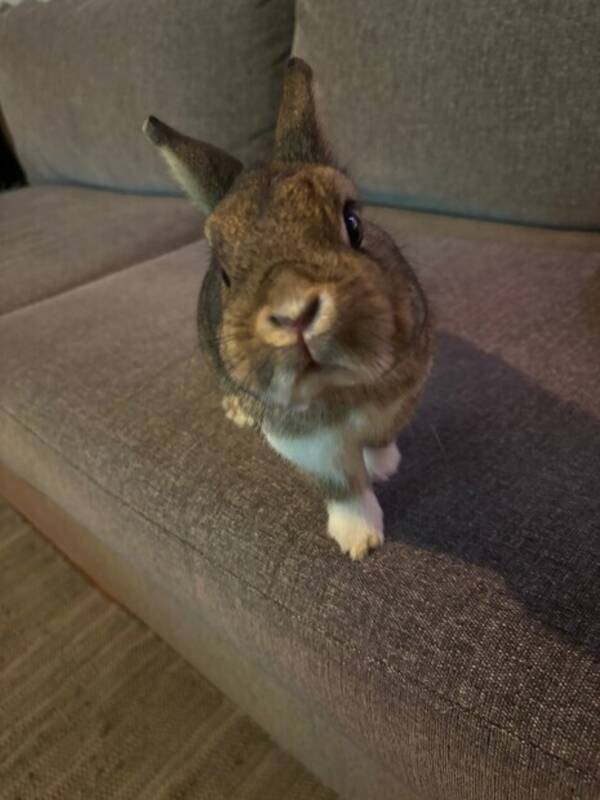 Övrigt - Kaninen Olof