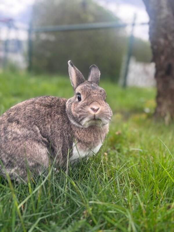 Övrigt - Kaninen Olof