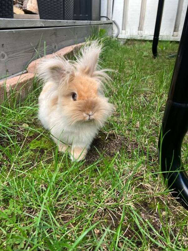 Övrigt - Kaninen Jessie