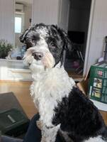 Charlie, Bichon havanais