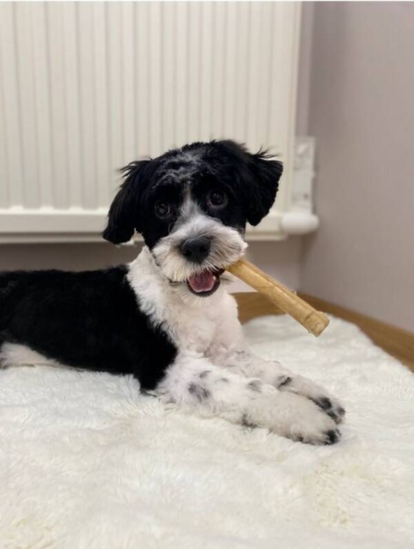 Hund - Charlie, Bichon havanais