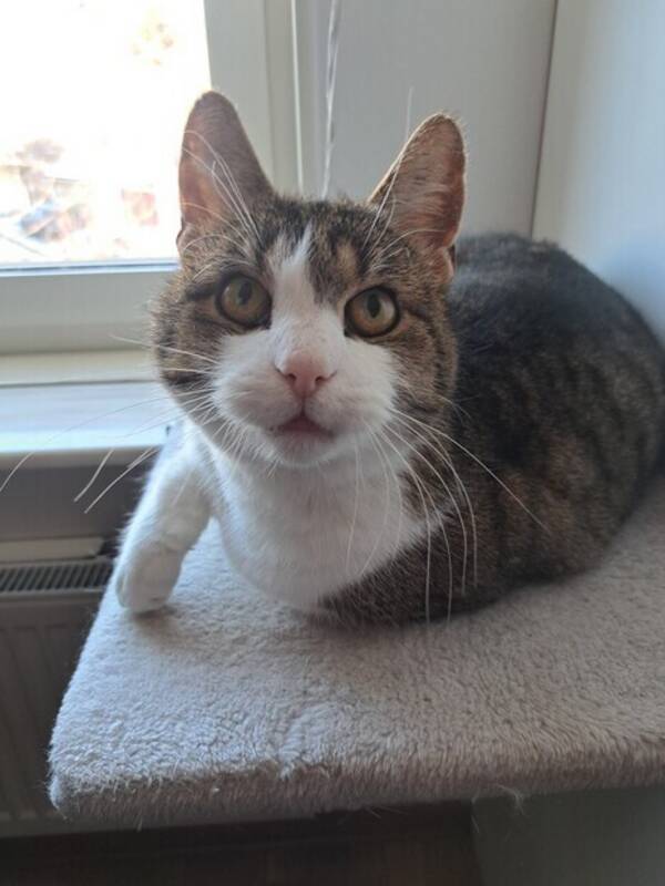 Katt - Bondkatt Roffe