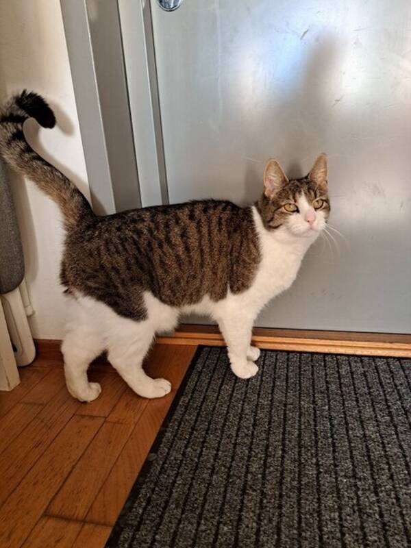 Katt - Bondkatt Roffe