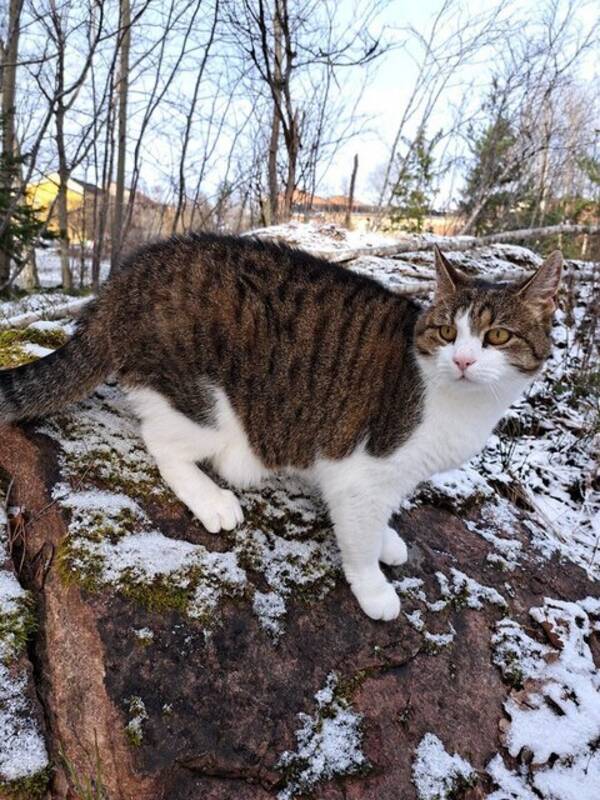 Katt - Bondkatt Roffe