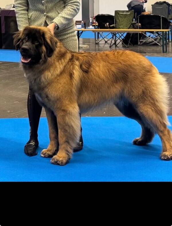 Hund - Stor Hund med namnet Maxxi