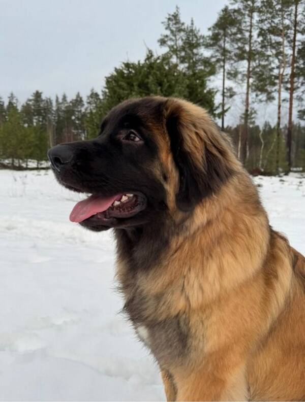 Hund - Stor Hund med namnet Maxxi