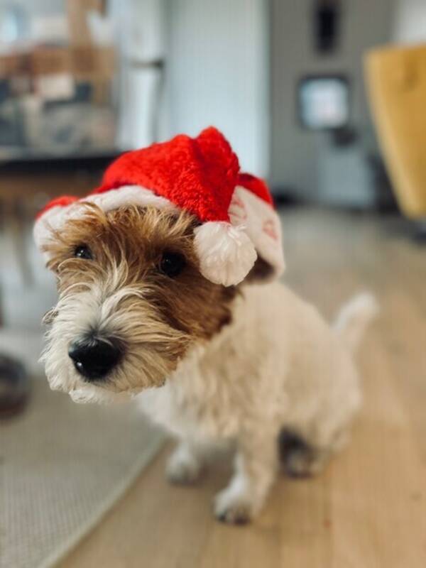 Hund - Jack Russel, Charlie