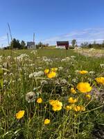 Småbruk Kjerringøy, Bodø kommune