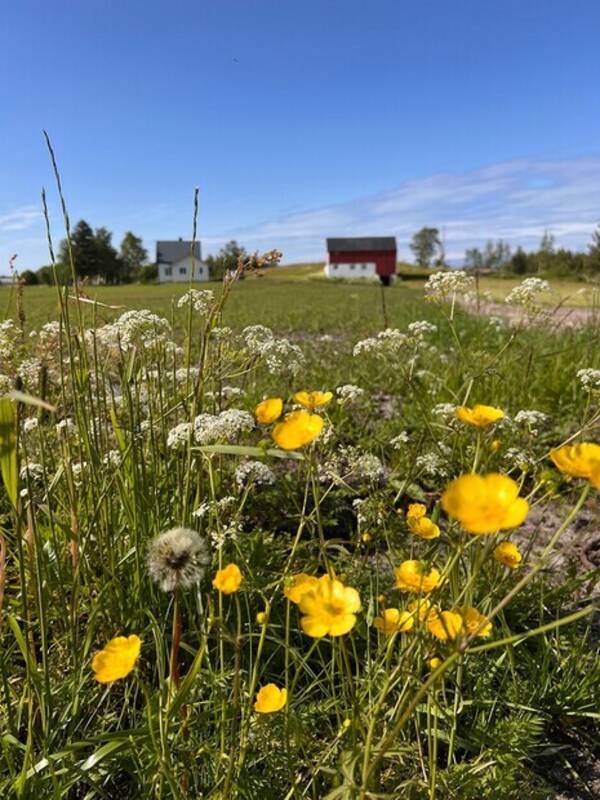 Annet - Småbruk Kjerringøy, Bodø kommune