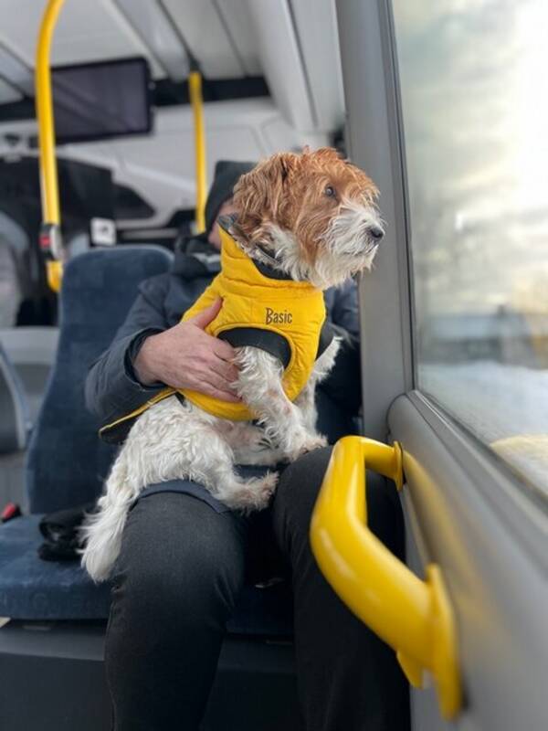 Hund - Jack Russel, Charlie