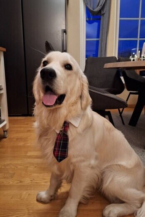 Hund - Golden Retriver Mållgan