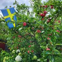 Kolonistuga - Gul solblekt behöver målas