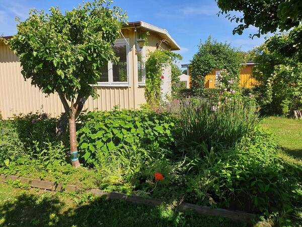 Sommarstuga - Kolonistuga - Gul solblekt behöver målas