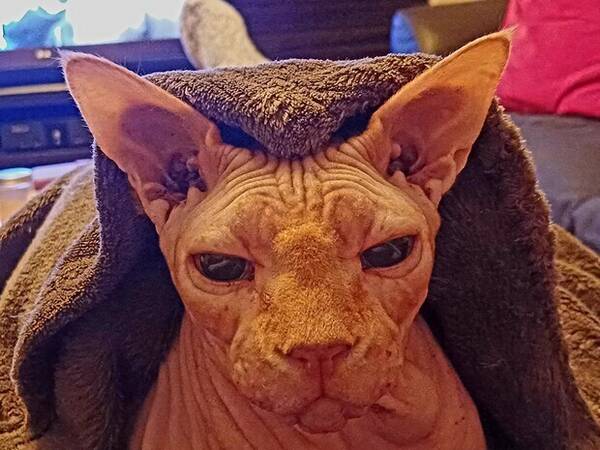 Katt - Sphynx Spiff