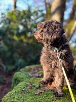 Liten pudelblandning