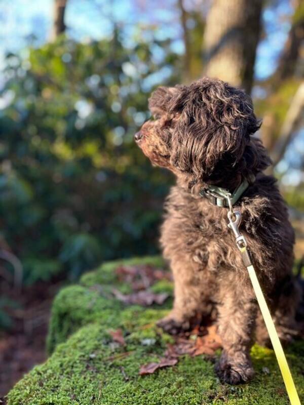 Hund - Liten pudelblandning