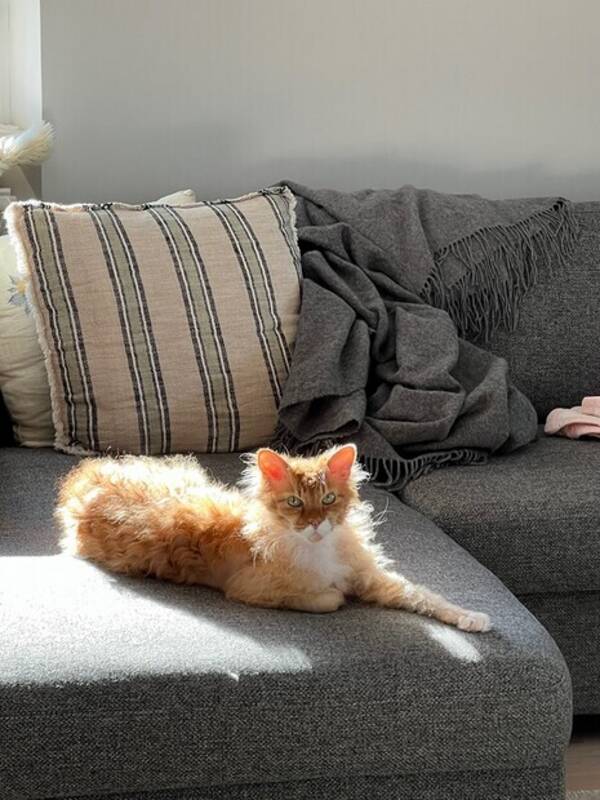 Katt - La perm Aslan