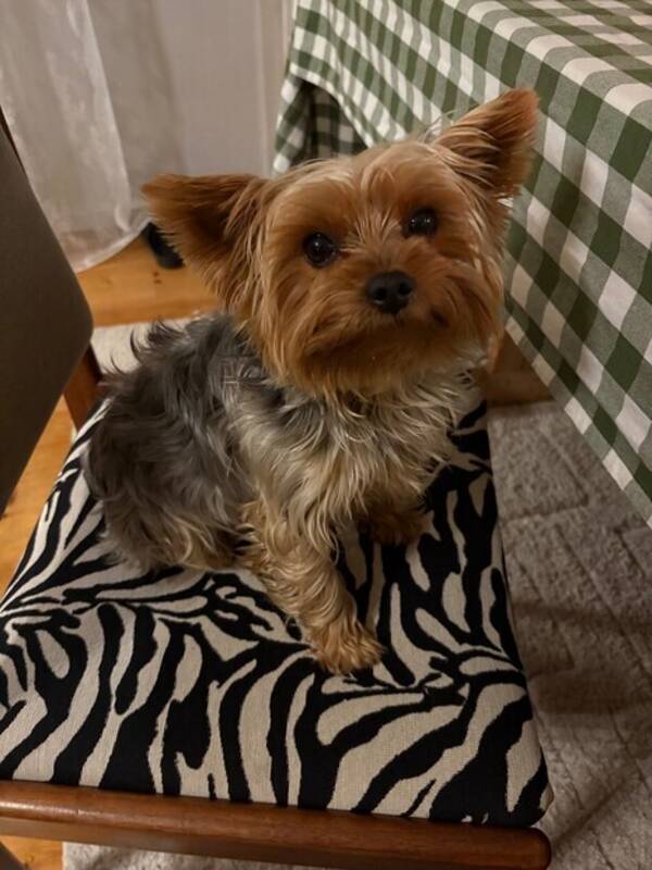 Hund - Yorkshireterrier Bucky Baxter