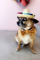 Chihuahua Papillon Caesar, hund 2 tax pu