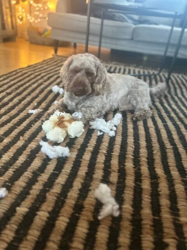 Hund - Chihuahua Papillon Caesar, hund 2 tax pu