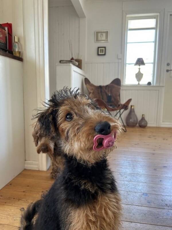 Hund - Chihuahua Papillon Caesar, hund 2 tax pu