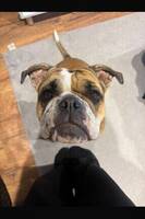 Continentala bulldoggen Jackie