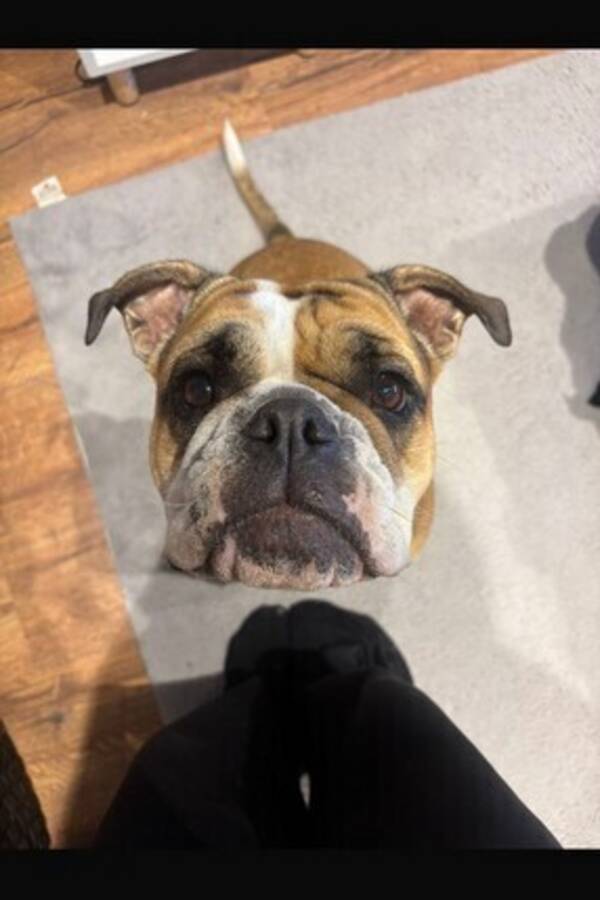 Hund - Continentala bulldoggen Jackie